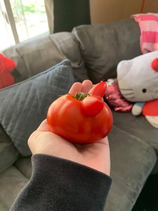 I have a very important announcement Twitter. I grew this bunny tomato BEHOLD ✨ https://t.co/Dl0ekYP<a href="/tag/mvsales"class="tags"><span>#mvsales</span></a>