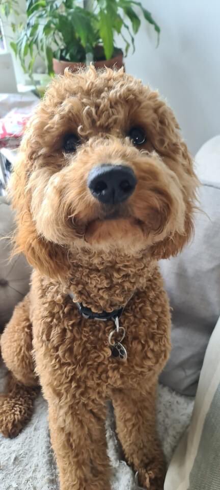 KarenFi51820768's tweet photo. Thank you all for your #RTRudy has still not been sighted anywhere @sussex_police are aware and a Crime Number has been issued, investigations are ongoing but please keep spreading the word to #FindRudy @BBCSussex can you give a #shoutout to help maybe ? Any info @muddypawscrime https://t.co/A4t8Dujn8Z