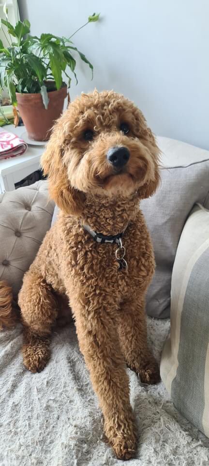 KarenFi51820768's tweet photo. Thank you all for your #RTRudy has still not been sighted anywhere @sussex_police are aware and a Crime Number has been issued, investigations are ongoing but please keep spreading the word to #FindRudy @BBCSussex can you give a #shoutout to help maybe ? Any info @muddypawscrime https://t.co/A4t8Dujn8Z