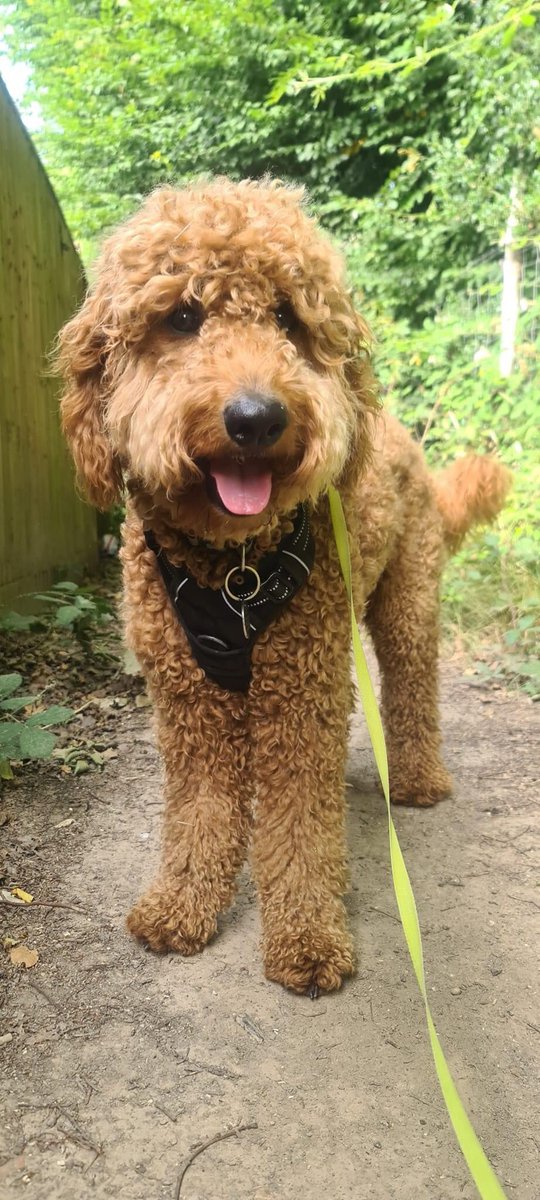 KarenFi51820768's tweet photo. Thank you all for your #RTRudy has still not been sighted anywhere @sussex_police are aware and a Crime Number has been issued, investigations are ongoing but please keep spreading the word to #FindRudy @BBCSussex can you give a #shoutout to help maybe ? Any info @muddypawscrime https://t.co/A4t8Dujn8Z