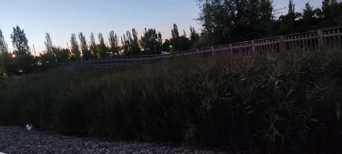 Gallo abandonado en el Parque Forestal Valdebernardo  <a href="/Lineamadrid/">Línea Madrid</a>