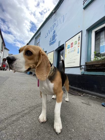 MoochMooch19's tweet photo. More holiday snappers. First I is a giant but then I shrank back down to size. #polperro #modelvillage #BeaglesofTwitter https://t.co/jGyqzc0yfg