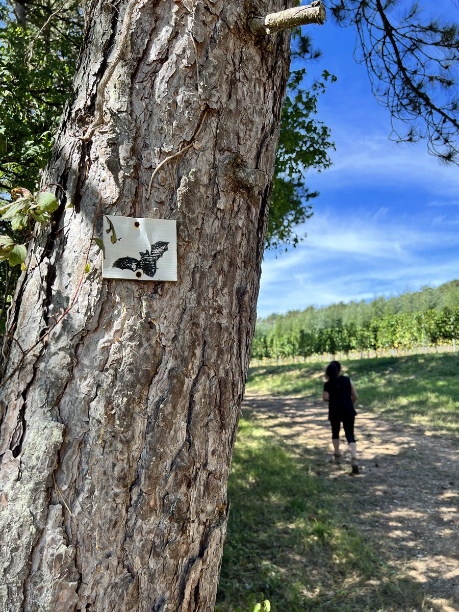 A grape-eating deer, a limestone quarry, an orange fungi. Oh the things you can see when you walk le chemin des chauves-souris 🦇 !