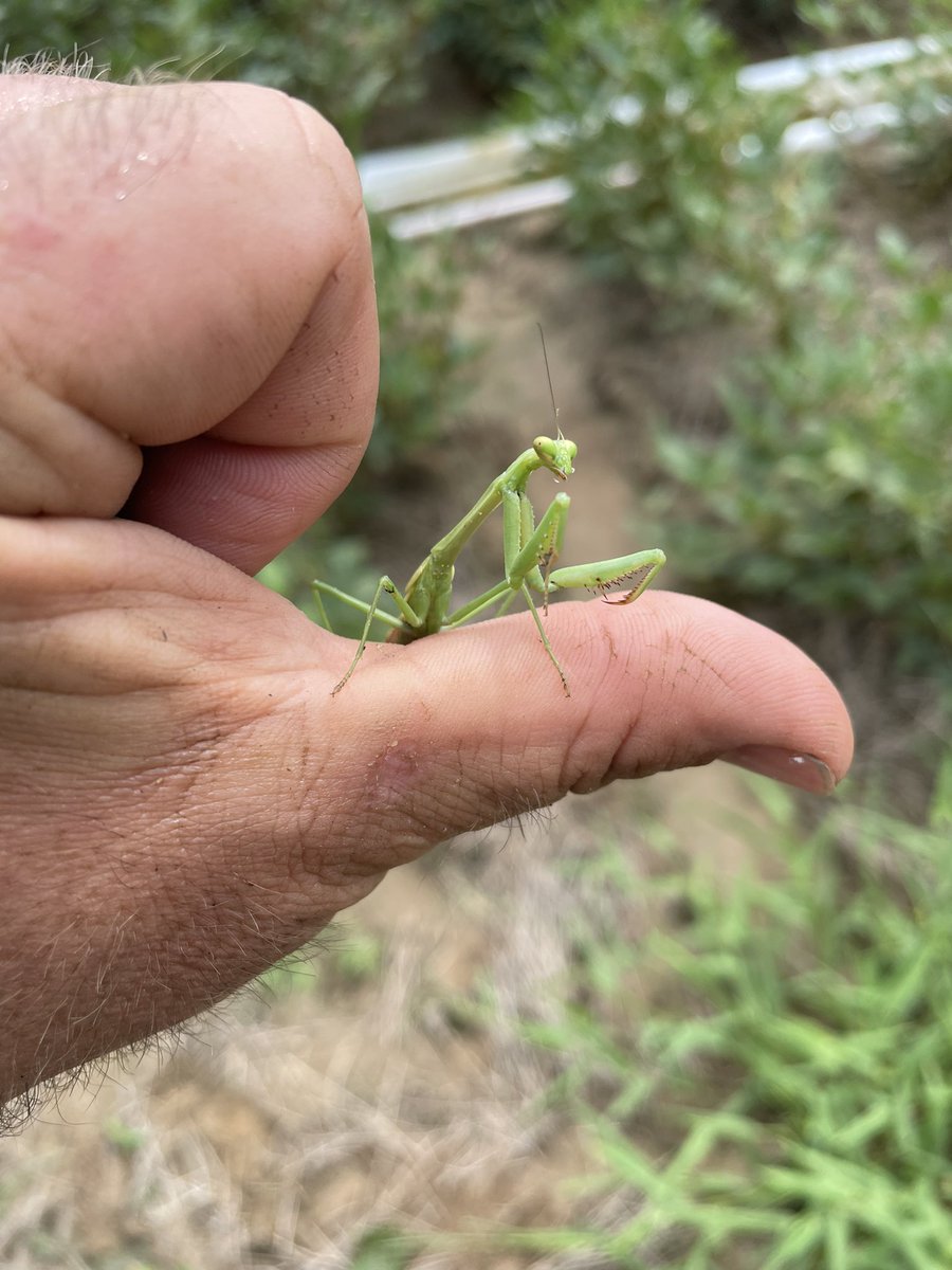 Jtack466's tweet photo. Still enjoy finding these guys while sweeping beans! https://t.co/qcpmFV4JBL