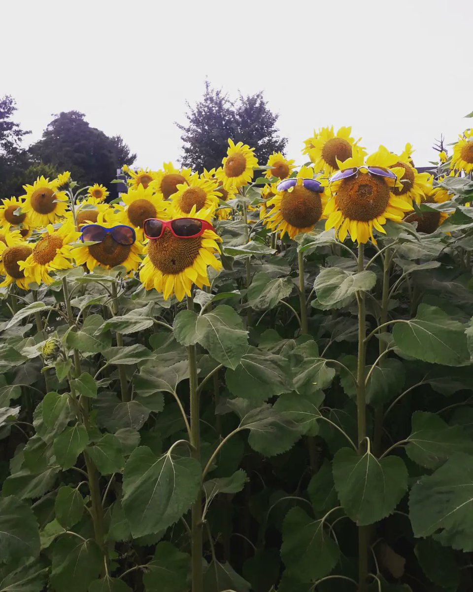 WeeKellyB's tweet photo. We visited the #FieldOfHope today and it was simply beautiful! Such a wonderful way to remember John, Tomás and Amelia 🌻
#NeverLoseHope #MullanHopeCentre https://t.co/XThjEQTfPN