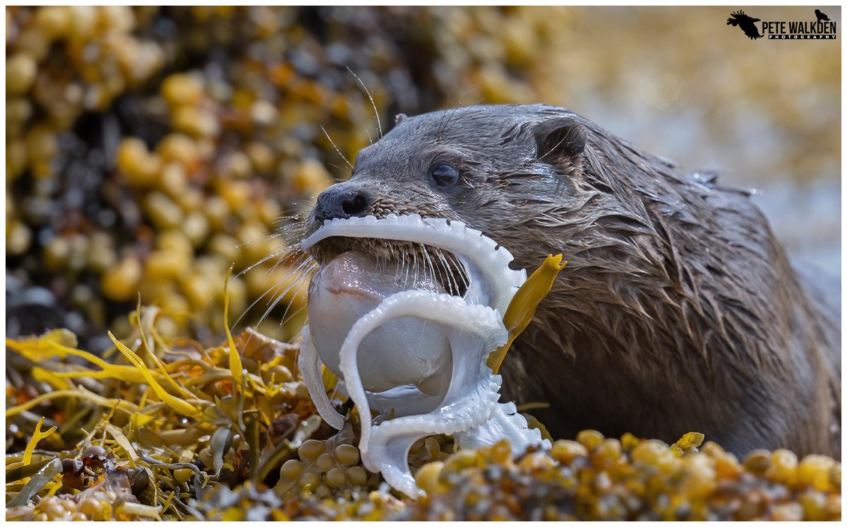 Pete Walkden tweet media