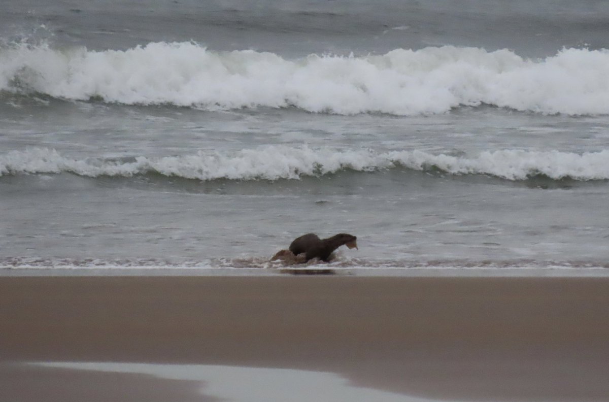 Otter enjoying its dinner on the beach 🦦