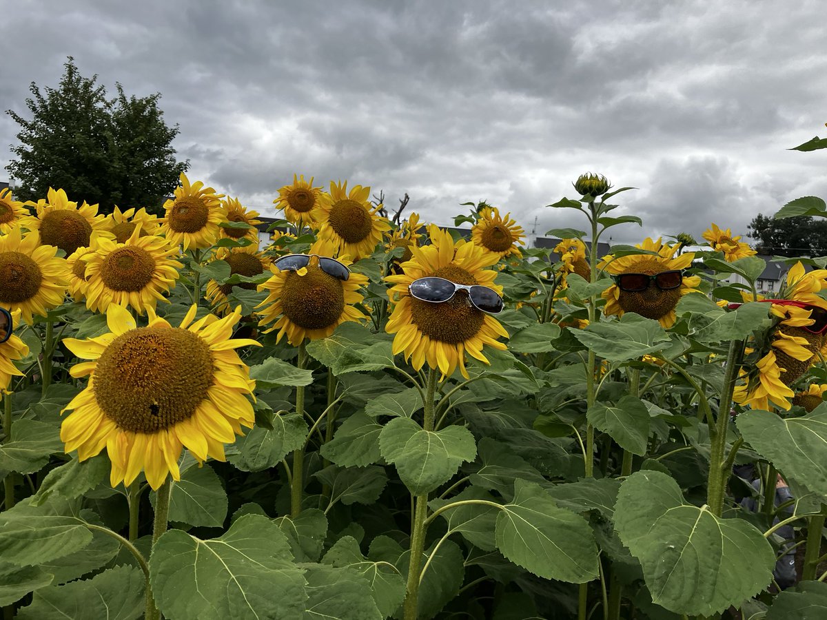 McCayIrene's tweet photo. @DavidMariposa1 #SundayYellow #fieldofhope #mullanhopecentre Yellow as far as the eye could see! https://t.co/PhBiOepdGq