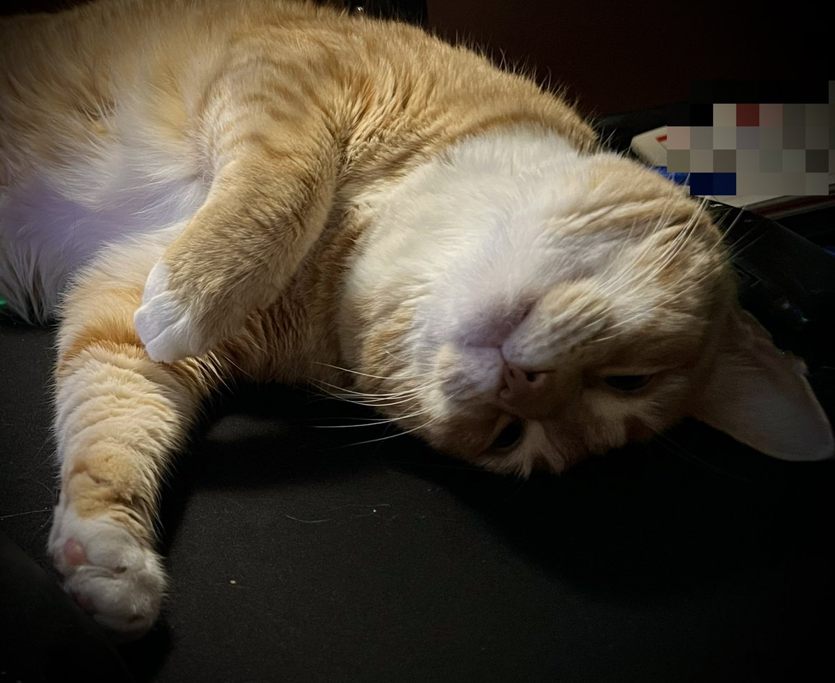 Jorts (and Jean) tweet media