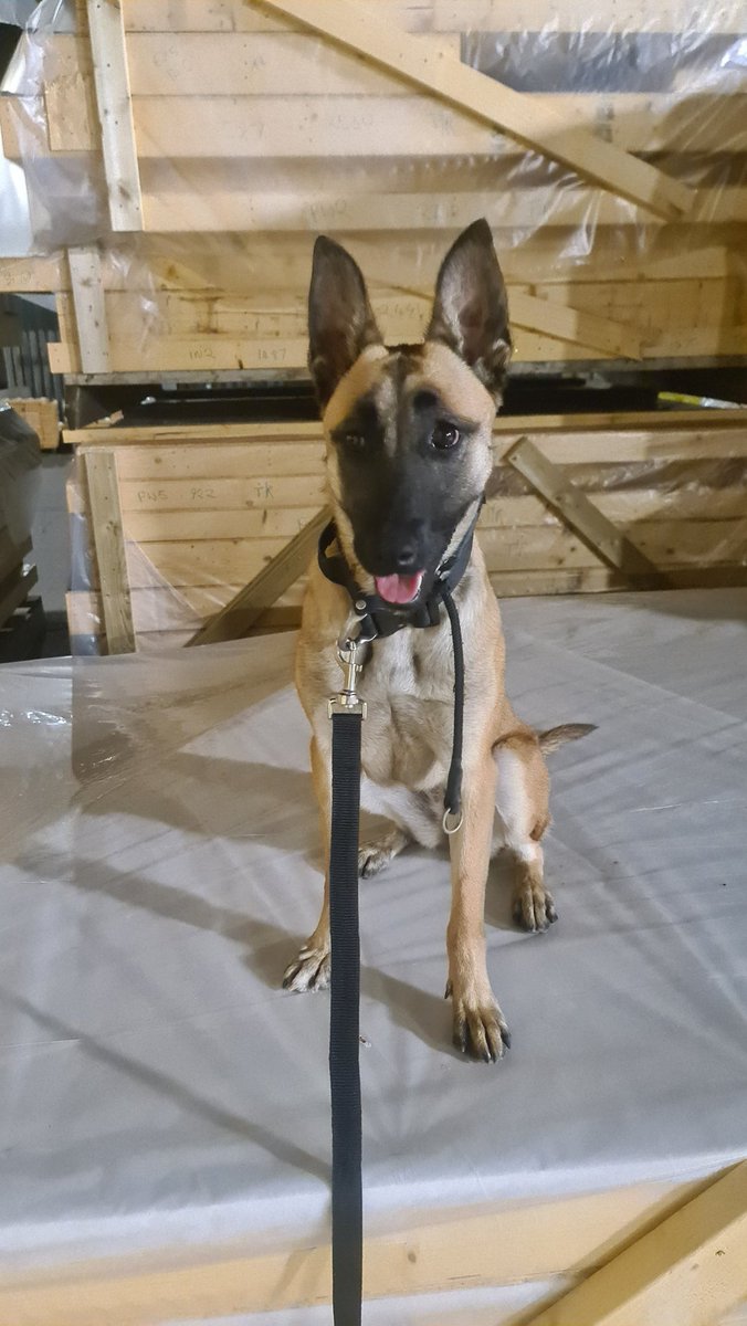 firthboi85's tweet photo. Hi everyone meet sable my 1 year old belgian malinois she's currently in training.
#Malinois 
#workingdog
#securitydog
#securitydoghandler https://t.co/QpturFkvn3