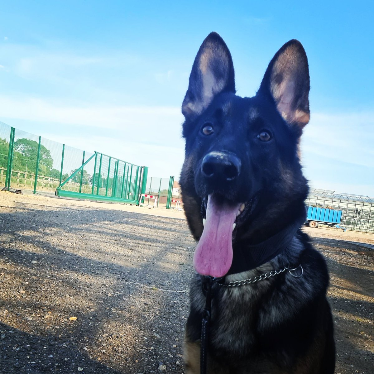 firthboi85's tweet photo. Meet chase my 2 year old German shepherd my main boy he is a security dog. 
#GermanShepherd 
#workingdog 
#gsd
#security 
#securitydog
#securitydoghandler https://t.co/xFeQukbLQR