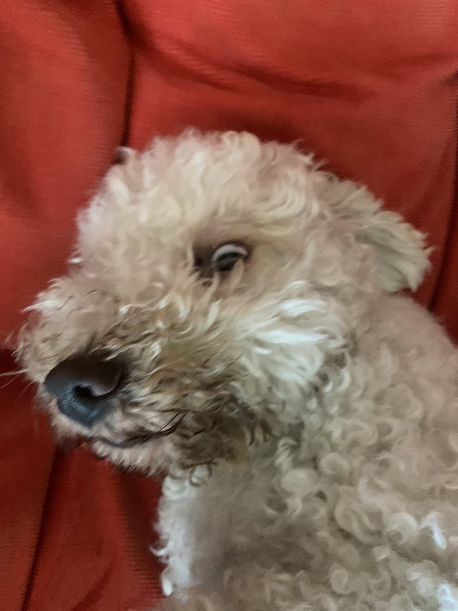 1990SLASHER's tweet photo. @jenens17 oh my god pls here’s my ugly dog he’s kind of funny https://t.co/LCbXTgjBt6