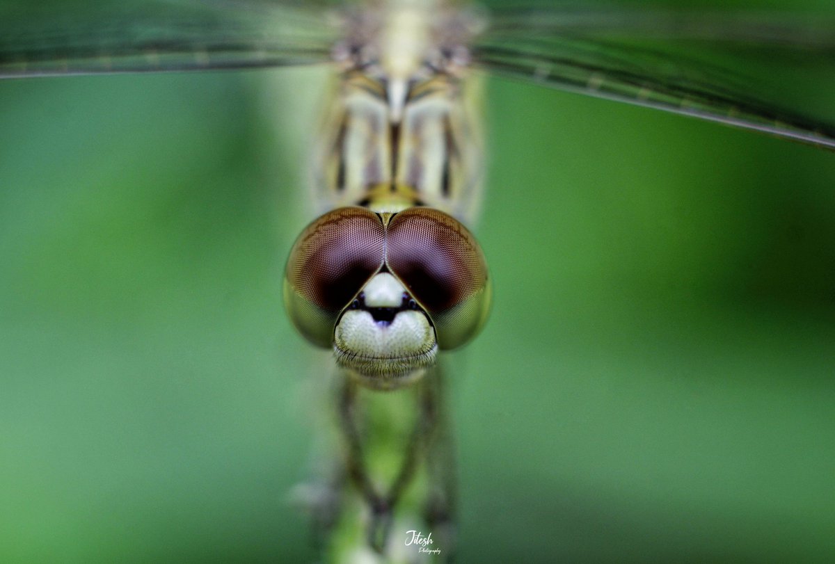 jitesh_bisht5's tweet photo. Dragonfly๐ฟ๐
#Macro #topmacro #macromood #topmacro #rawmacro #rawallnature #rawallindia #rawinsects #canonindia_official #bbc_wildlife #indianwildlifeofficial #natgeoindia #luv4ourforests https://t.co/gXPuwQNleI