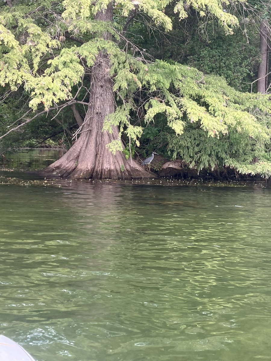 100paddles's tweet photo. #52 on 8/14.  6.2 miles
Check out that cactus on the bridge on Redbud, soooo cool.
#atx #paddleboard #sup #txlege https://t.co/3avdf48K3Q