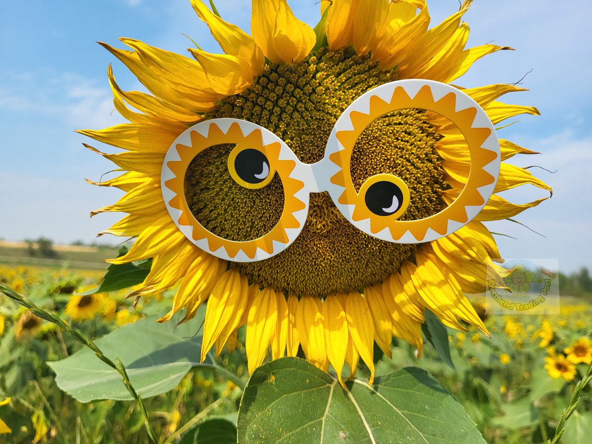 SharkMcdon's tweet photo. I love being a #SunflowerFarmer! 🌻🙂🌻  #HappinessIsSunflowers #NationalHappinessHappensMonth   @Sunflower_upick https://t.co/erDWteSxn3