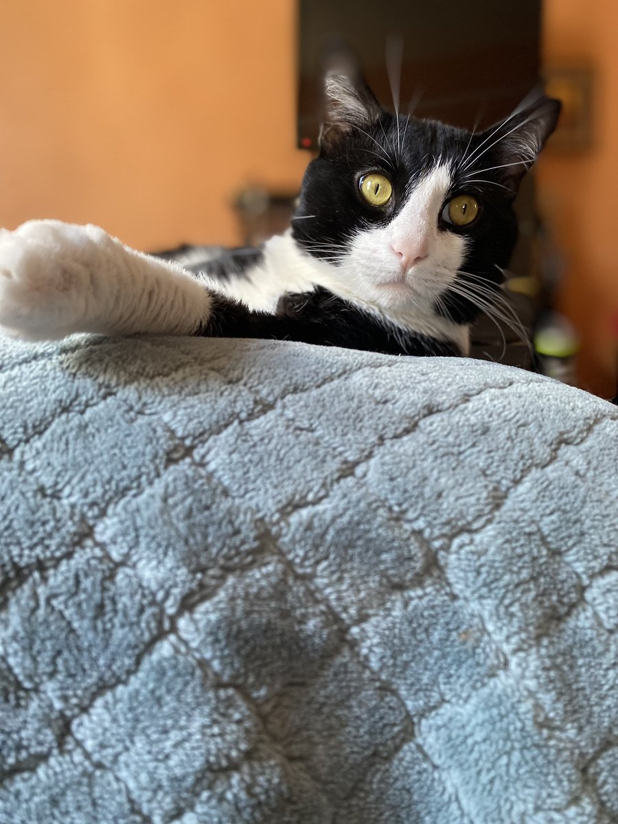 aztec_GoDd3ss's tweet photo. Inside The Mind of a Cat on Netflix, telling everyone what cat owners all over the world  have known forever.  I loved it lol #insidethemindofacat #mochathecat #mymoviebuddy https://t.co/El8XFRz8sU