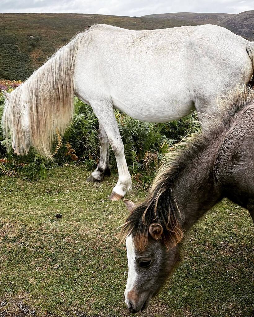 #ponies on the #longmynd in the #shropshirehills instagr.am/p/ChiLr7lDR0L/
