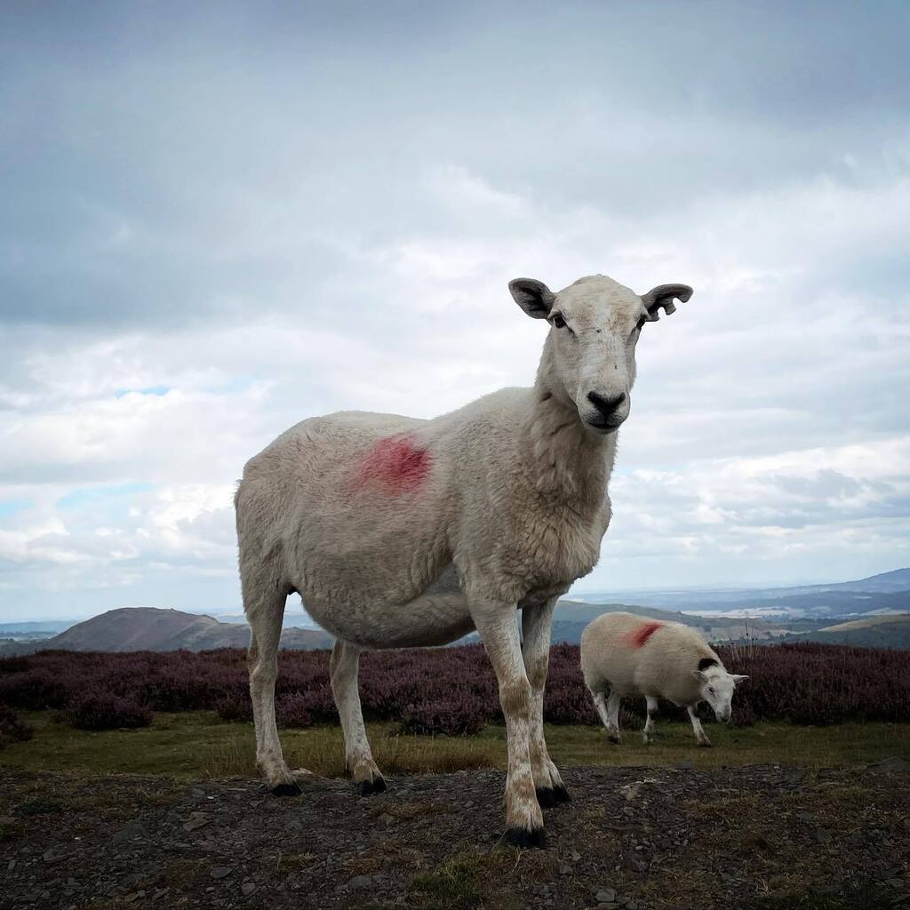 #sheep are everywhere in #shropshire, sometimes shy and other times brazen, always fun to watch and be watched by. instagr.am/p/ChiLMEGjpfY/