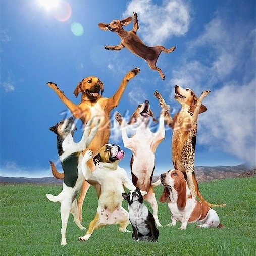 Who's a good dog?  So many ribbons to grab up.  Pups, foxes, kitties,  all critters are invited to play<a href="/tag/worththetrip"class="tags"><span>#worththetrip</span></a>