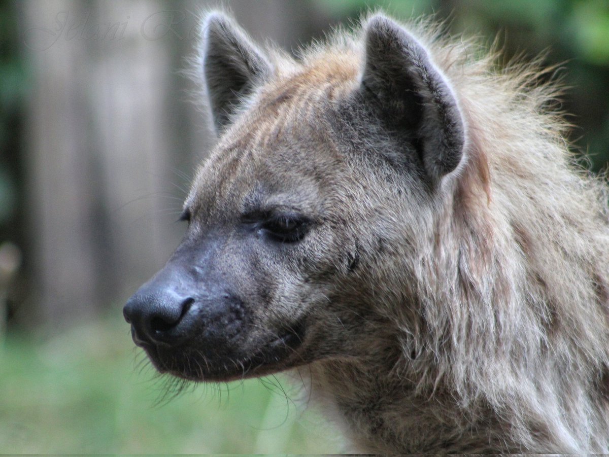 JelaniRoos's tweet photo. De Gevlekte hyena, is een groot landroofdier dat in groepen leeft waarin de vrouwtjes dominant zijn. Het dier jaagt voornamelijk 's nachts en leeft in grote groepen.

-Gevlekte hyena (Crocuta crocuta)

________________________________
📸 Canon 4000D / 75-300mm L
📆 21 Aug '22 https://t.co/1XkofOG1YR