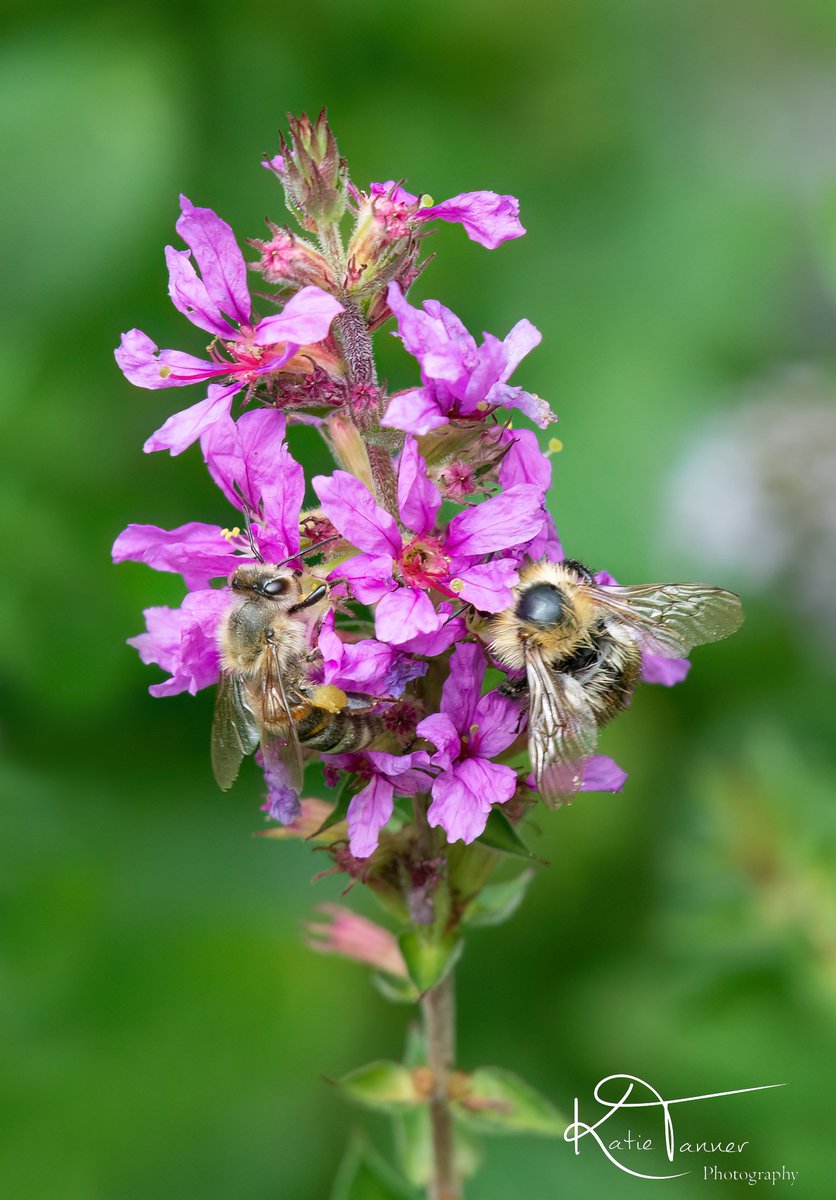 KTtannerphotos's tweet photo. #bee #honeybee #twobees #busybee #busybees #savethebees #beesofinstagram #wildlifephotography #pollen #flower #pollenators #summer #UK #UKwildlife #wildlifetrust #wildlifelovers #surrey #witley #insectphotography #mint #garden #purple https://t.co/UNcas6BgsG