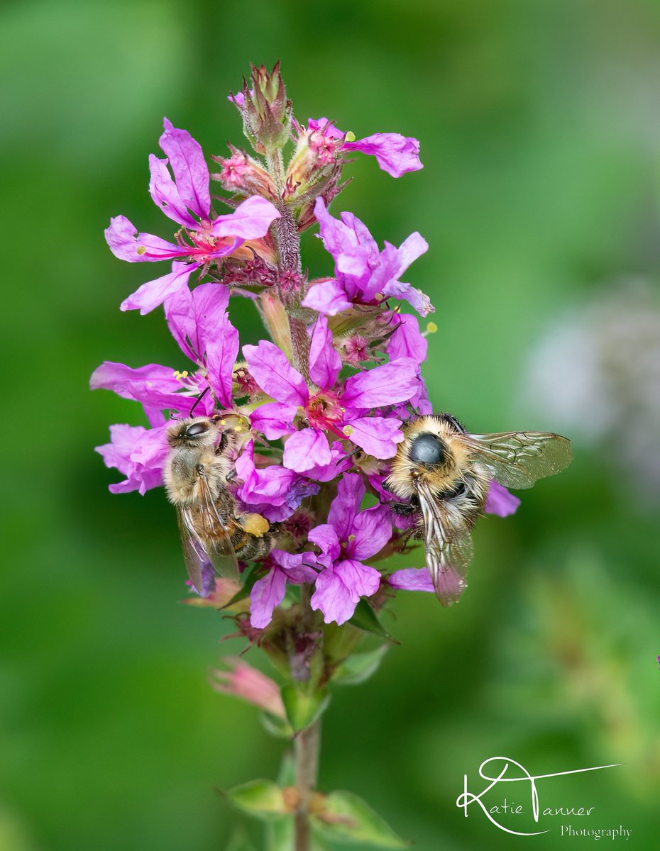 KTtannerphotos's tweet photo. #bee #honeybee #twobees #busybee #busybees #savethebees #beesofinstagram #wildlifephotography #pollen #flower #pollenators #summer #UK #UKwildlife #wildlifetrust #wildlifelovers #surrey #witley #insectphotography #mint #garden #purple https://t.co/UNcas6BgsG