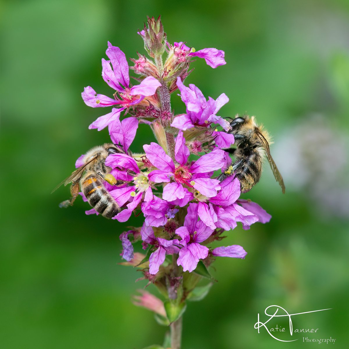 KTtannerphotos's tweet photo. #bee #honeybee #twobees #busybee #busybees #savethebees #beesofinstagram #wildlifephotography #pollen #flower #pollenators #summer #UK #UKwildlife #wildlifetrust #wildlifelovers #surrey #witley #insectphotography #mint #garden #purple https://t.co/UNcas6BgsG