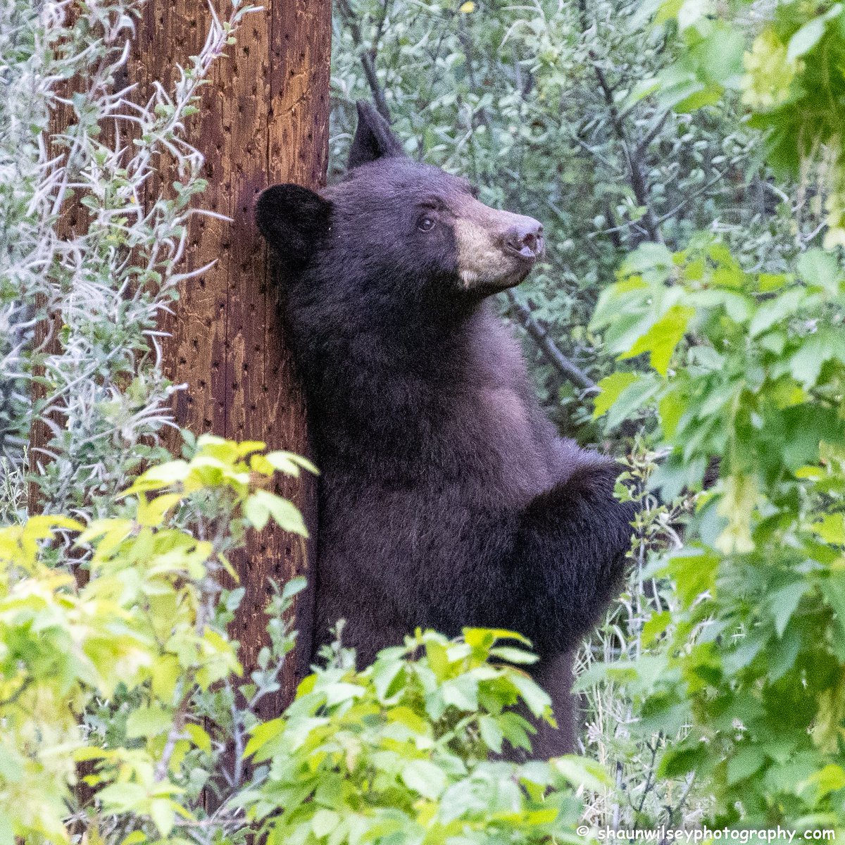 Black Bear scratching its back on a power pole. Colorado 8/21/2022. #colorado #coloradophotography #photography #wildlife #wildlifephotography #bear #bears #bearlovers #blackbear #blackbears #scratch