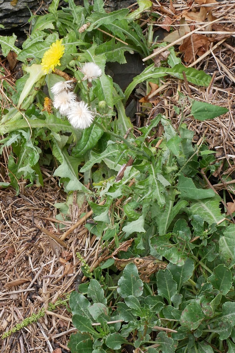 Botany2021's tweet photo. Perennial Sowthistle, Sonchus arvensis, by the Camel Estuary, Cornwall, 21/08/22 late for #WildflowerHour #DaisyChallenge https://t.co/mzrsg2vd1I