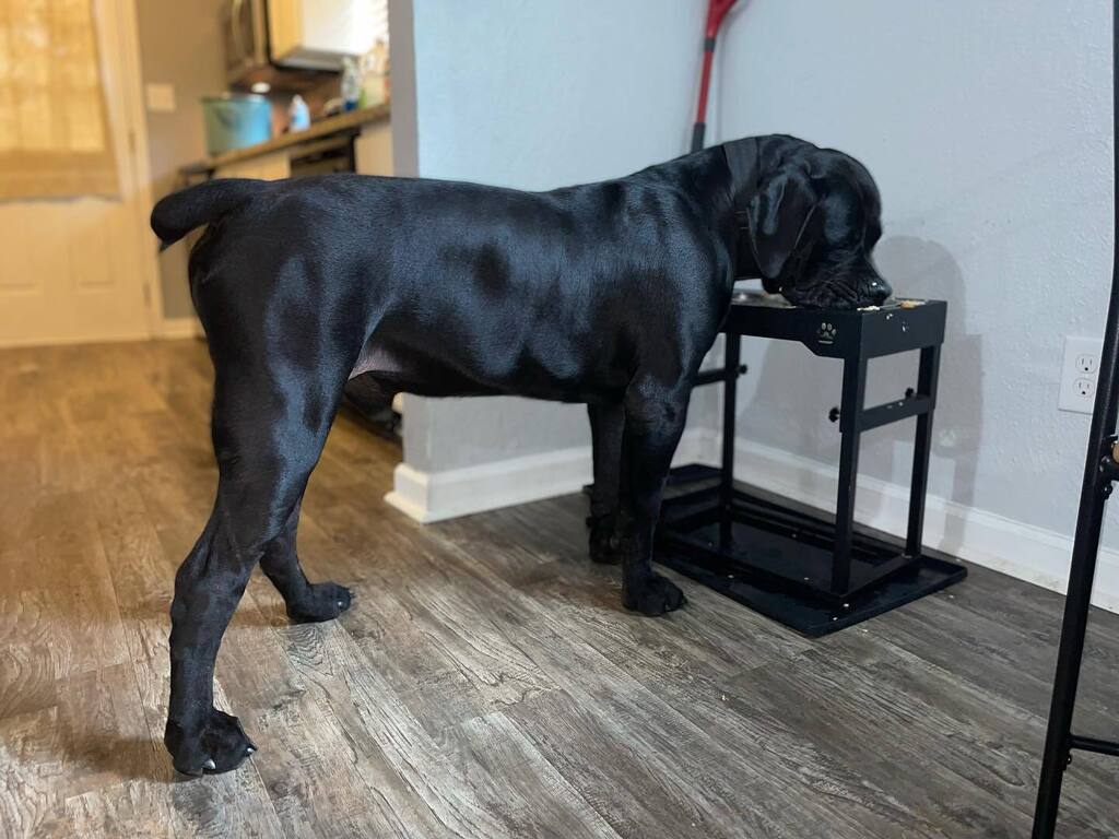 BoerboelBreeder's tweet photo. Exotics Boobie 10 months old Landre black teddy x Mandown Sheeba……..
Don’t forget to follow like and share….. and be sure to check us out on YouTube!!!!
#boerboellove #neopolitanmastiff #molosser #guarddogs #boerboelpuppy #southafricanboerboel #boerboelsofinstagram #boer… https://t.co/rZ1hVTPd9f