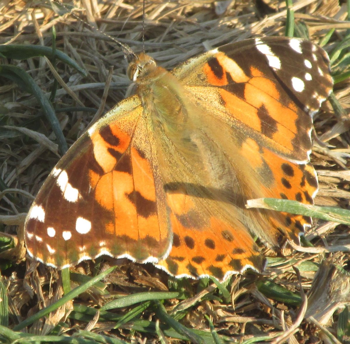 Bugün bu güzelle karşılaştık  #hangitür #macro #nature #macrophotography #macroworld_tr #belgesel #natgeo #natgeowild #trtbelgesel #wild #wildlifephotography #naturephotography #kelebek #Butter