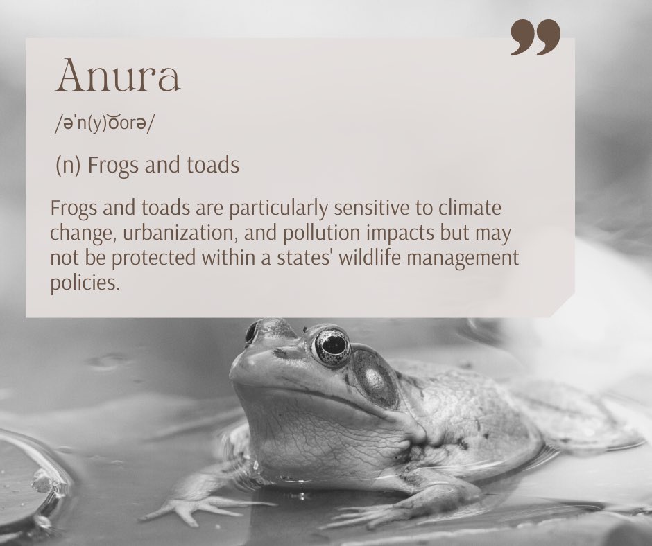 Many states do not include anuras in their wildlife management plans, despite their importance to healthy ecosystems. #frog #toad #anura #wildlifeforall #wildlife #wildlifeconservation #wildlifeprotection #conservation #conservationist ##wildlifemanagement #wildlifegovernance