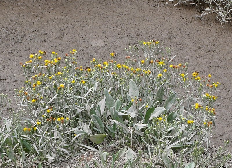 Botany2021's tweet photo. Sea Aster, without ray florets (var flosculosus) and rayed (var tripolium). Tripolium pannonicum, by the Camel Estuary, Cornwall, 21/08/22 late for #WildflowerHour #DaisyChallenge https://t.co/7do2DGBmEq