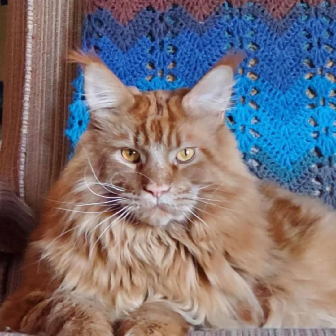 #MaineCoon
They grow up so fast.