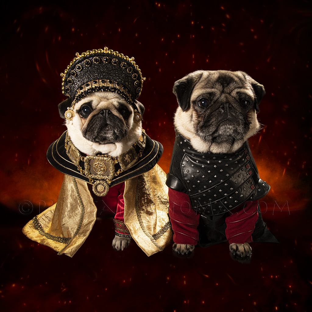 pupstarsonoma's tweet photo. House of the Dragon is tonight on HBOMax! 🐲🔥 

#HOTD #GoT #hbomax #HouseoftheDragon #HouseOfTheDragonHBO https://t.co/JrWCEod6yL