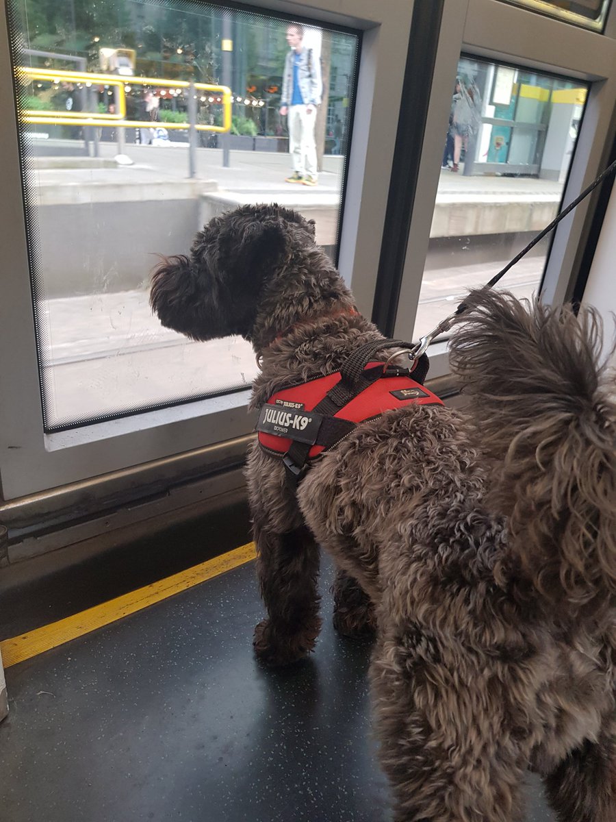 Kate (@ksmanc) on Twitter photo Arthur's first tram journey! #dogsontrams Thank you <a href="/AndyBurnhamGM/">Andy Burnham</a> <a href="/MCRMetrolink/">Manchester Metrolink 🚊</a> <a href="/OfficialTfGM/">Bee Network</a> Arthur's first tram journey! #dogsontrams Thank you <a href="/AndyBurnhamGM/">Andy Burnham</a> <a href="/MCRMetrolink/">Manchester Metrolink 🚊</a> <a href="/OfficialTfGM/">Bee Network</a>