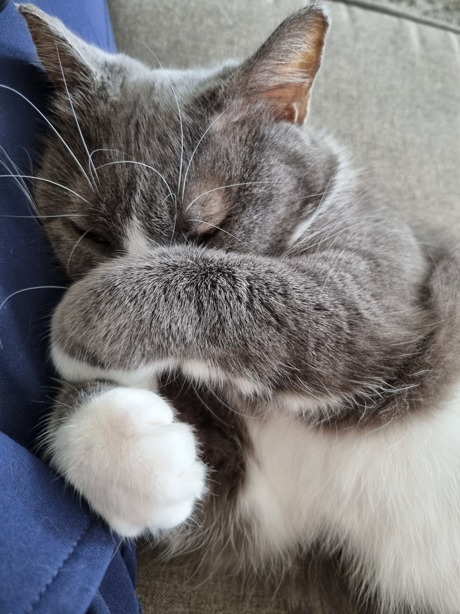 havraiseSG's tweet photo. Bonne nuit #chat #videchat #calinjenaibesoin #mouffle #douceur #animallove https://t.co/Li2iw9wgLq