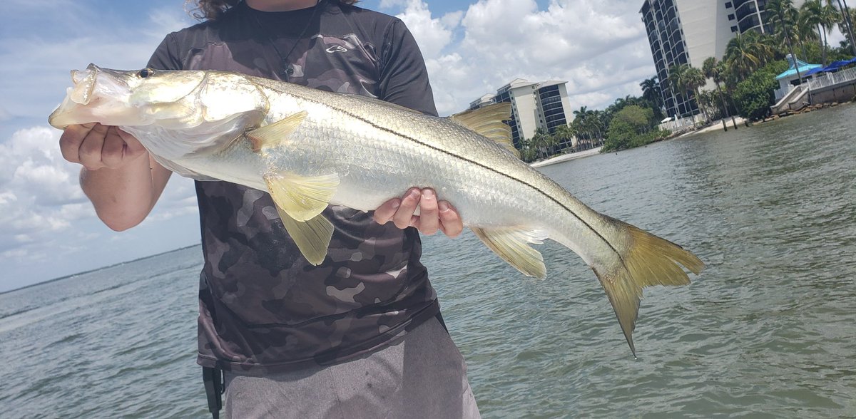 Jasik's tweet photo. Not a bad day 32" snook and +6ft Spinnner shark. #PuntaRossa https://t.co/hsrPuOlI3k