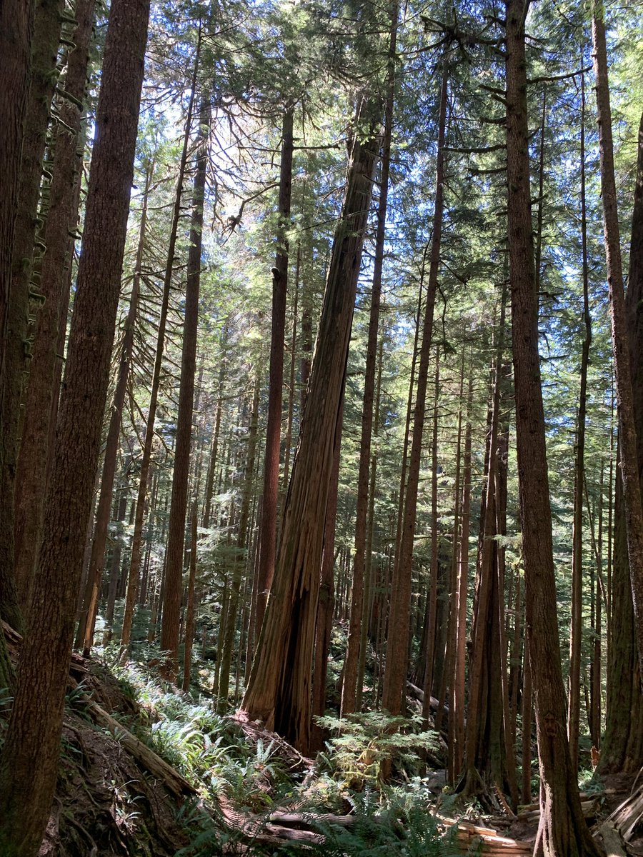 Can’t believe I’ve lived in Victoria most of my life and only just discovered the gorgeous beaches along the Juan de Fuca trail this week! ❤️ #PortRenfrew #Sombrio  #Botanical #China #Mystic