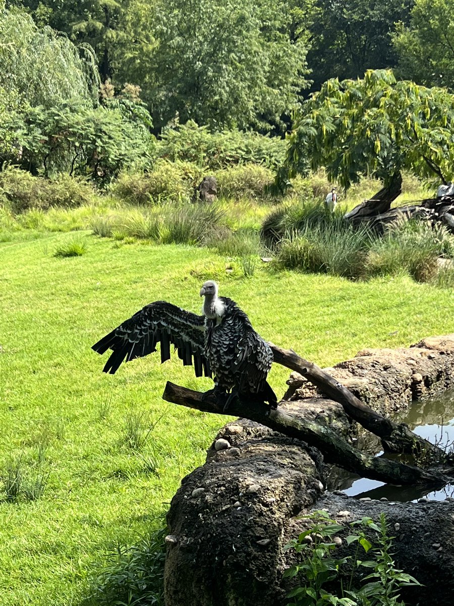Thought I’d check out the Cincinnati zoo before the show, didn’t know I’d end up in trench…#Myhouseistheonewherethevulturesarperchedontheroof #trashdragons #trench #tøp #icycincy #twentyonepilots #joshdun #TylerJoseph #fangirl