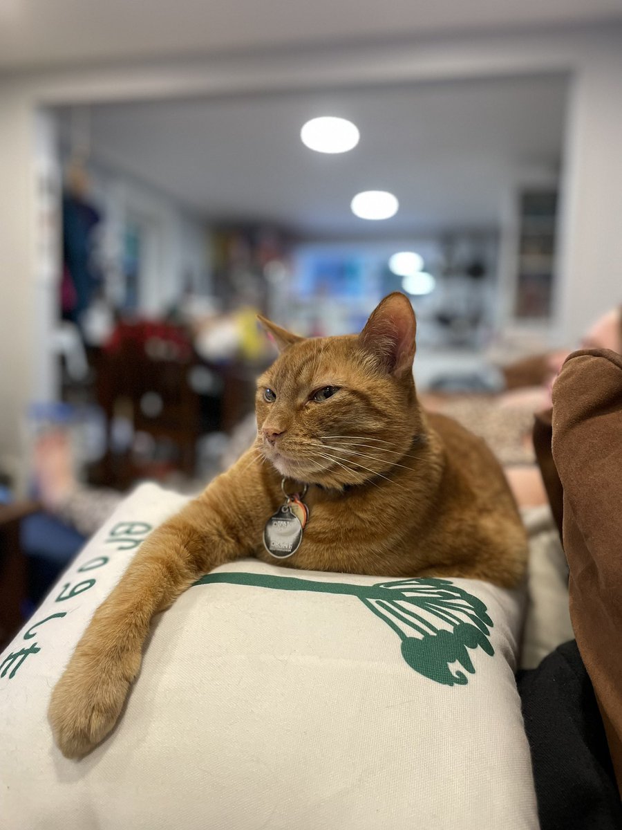 The most majestic side-eye photo in the history of side-eyes and photos.

I love the sentient potato even if he’s always low-key plotting my death.
