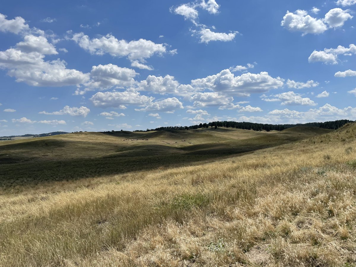 OglalaBuff's tweet photo. #bordeauxcreek #pineridge #chadron #wma #prnf #neature #grasslands #prairie #whiterivervalley https://t.co/v8jmvwchPn