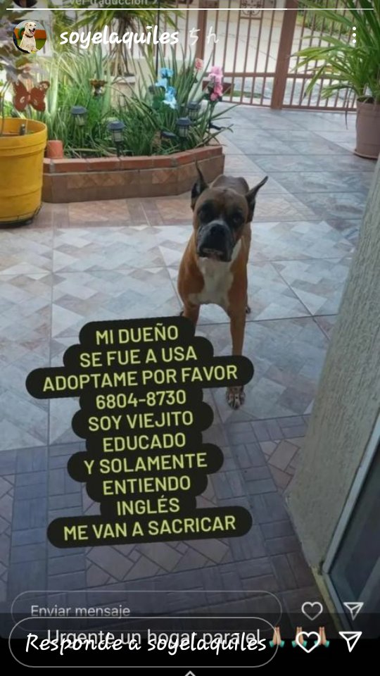 Sacrificar a animales es en casos extremos, pero a este BOXER, viejito lo quieren sacrificar xq lo abandonaron. Su dueño se fue a U.S.A  Está viejito, educado, sólo entiende inglés  por favor si alguien lo puede adoptar o conocen alguien interesado, llamar al móvil 📱6804-8730