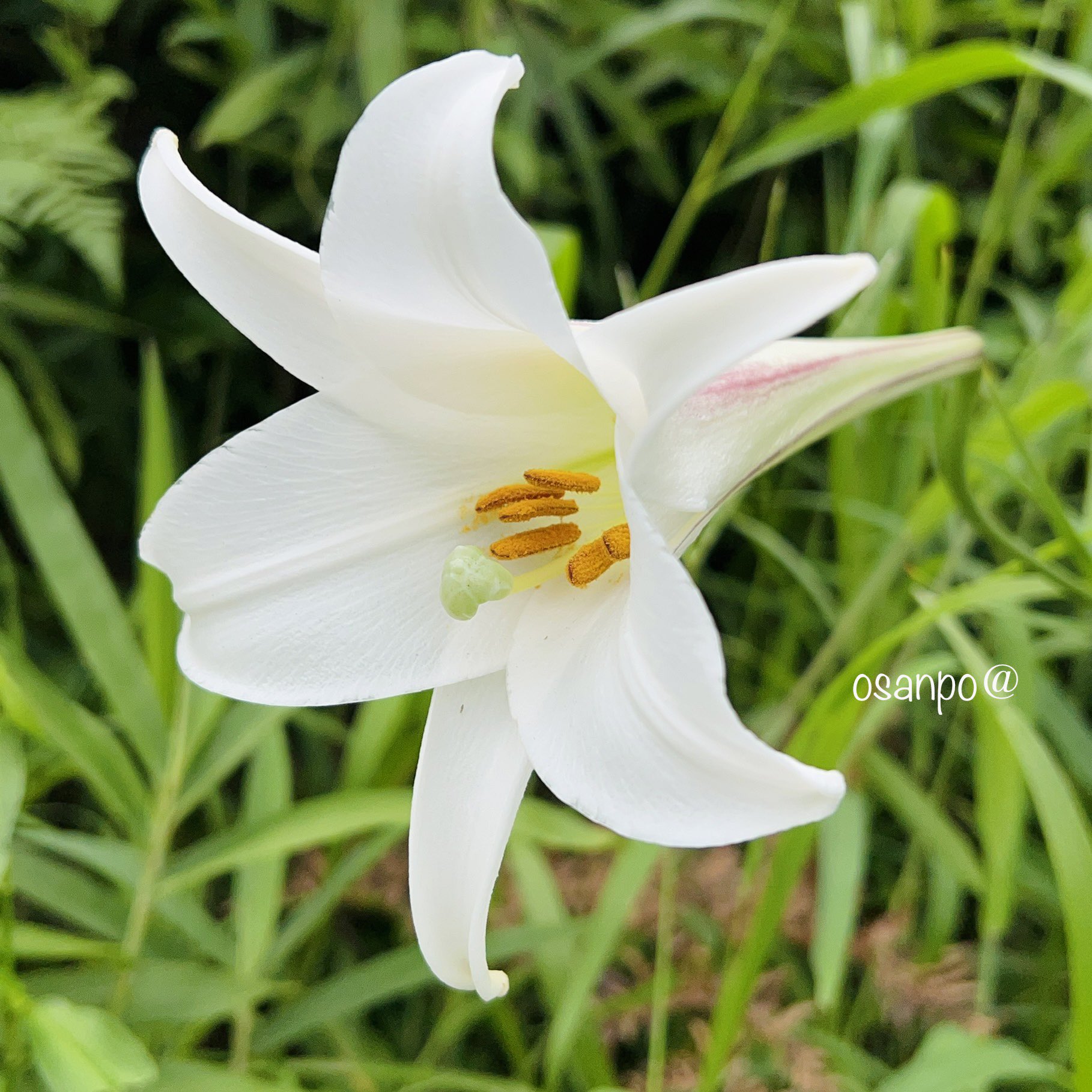 おさんぽ キリトリセカイ 花さんぽ この時期 テッポウユリによく似た白いユリの花を咲かせる タカサゴユリ その大きな違いは 開花時期 タカサゴユリは 8月から9月に対し テッポウユリは6月から7月 大正末期に渡来した台湾原産の帰化