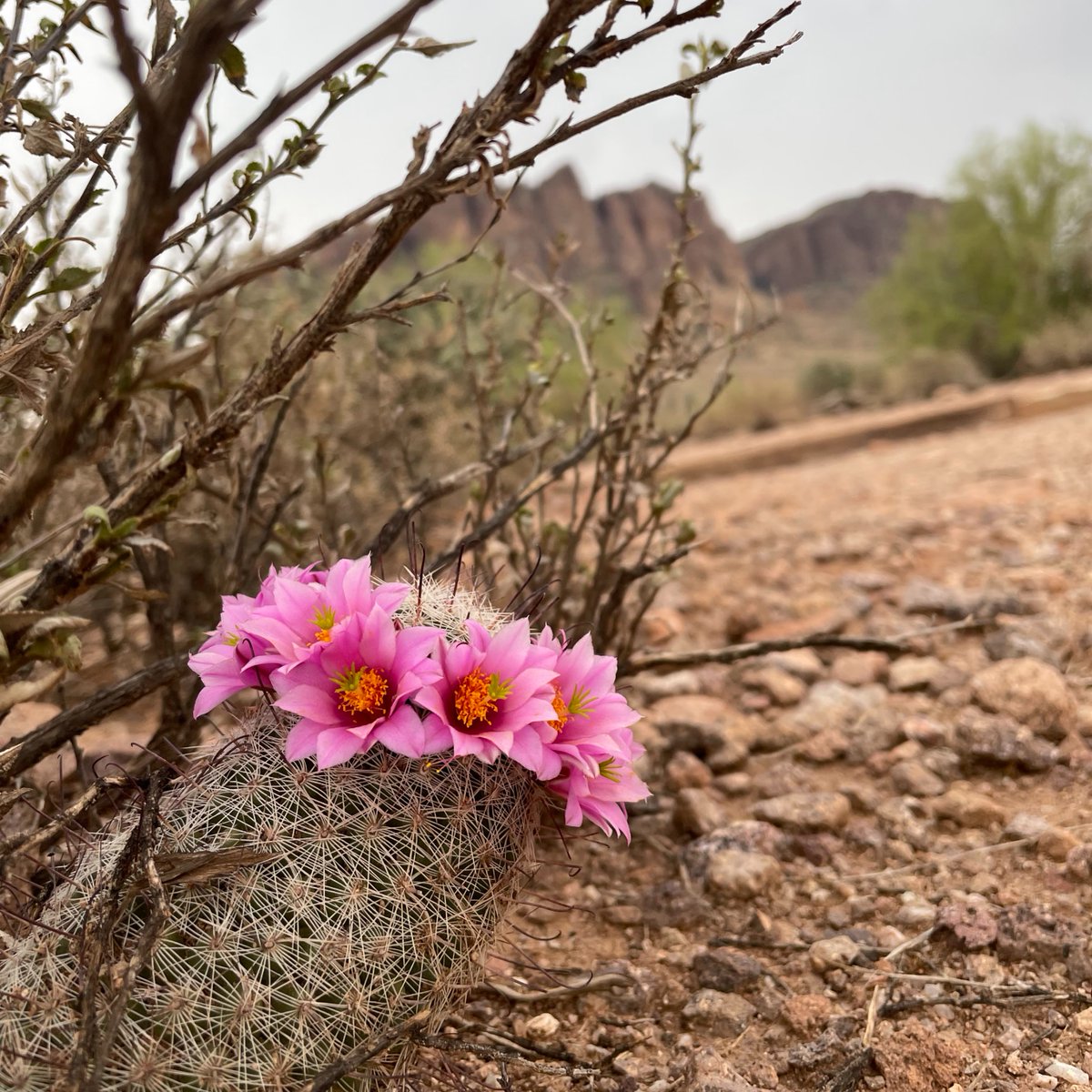 desertmuseum tweet picture