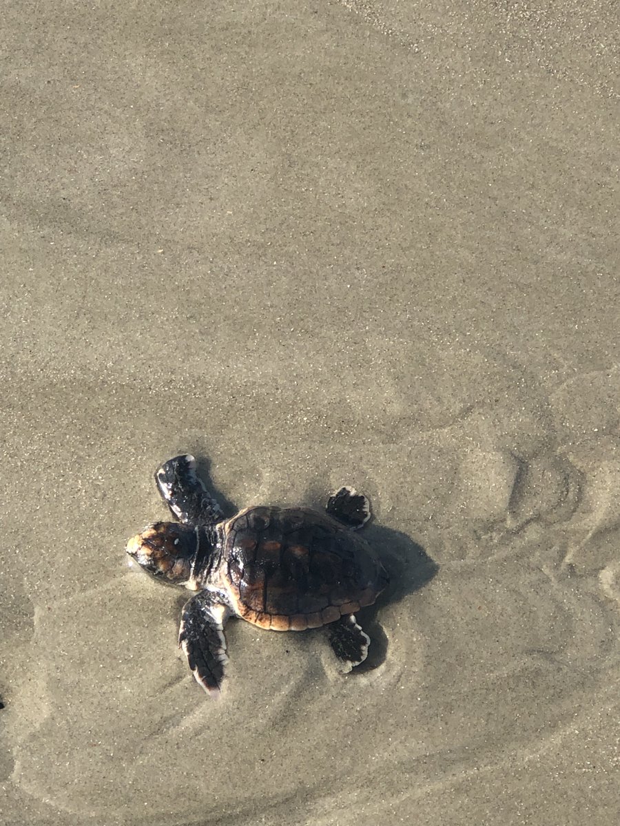 hoehn_kat's tweet photo. baby sea turtle adventure!  https://t.co/wj2ymFp1pi https://t.co/1pKqjtaam3
