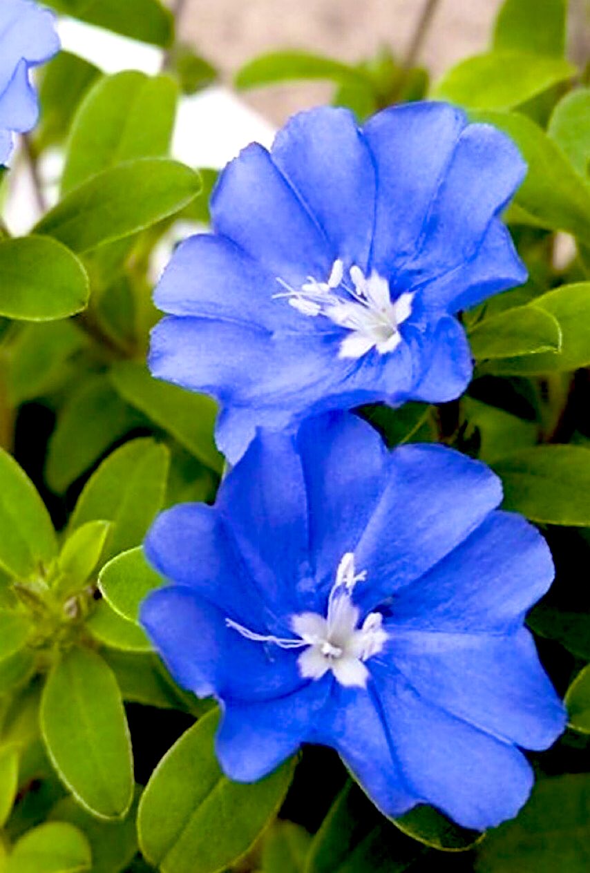 綺麗な花 Twitter Search Twitter