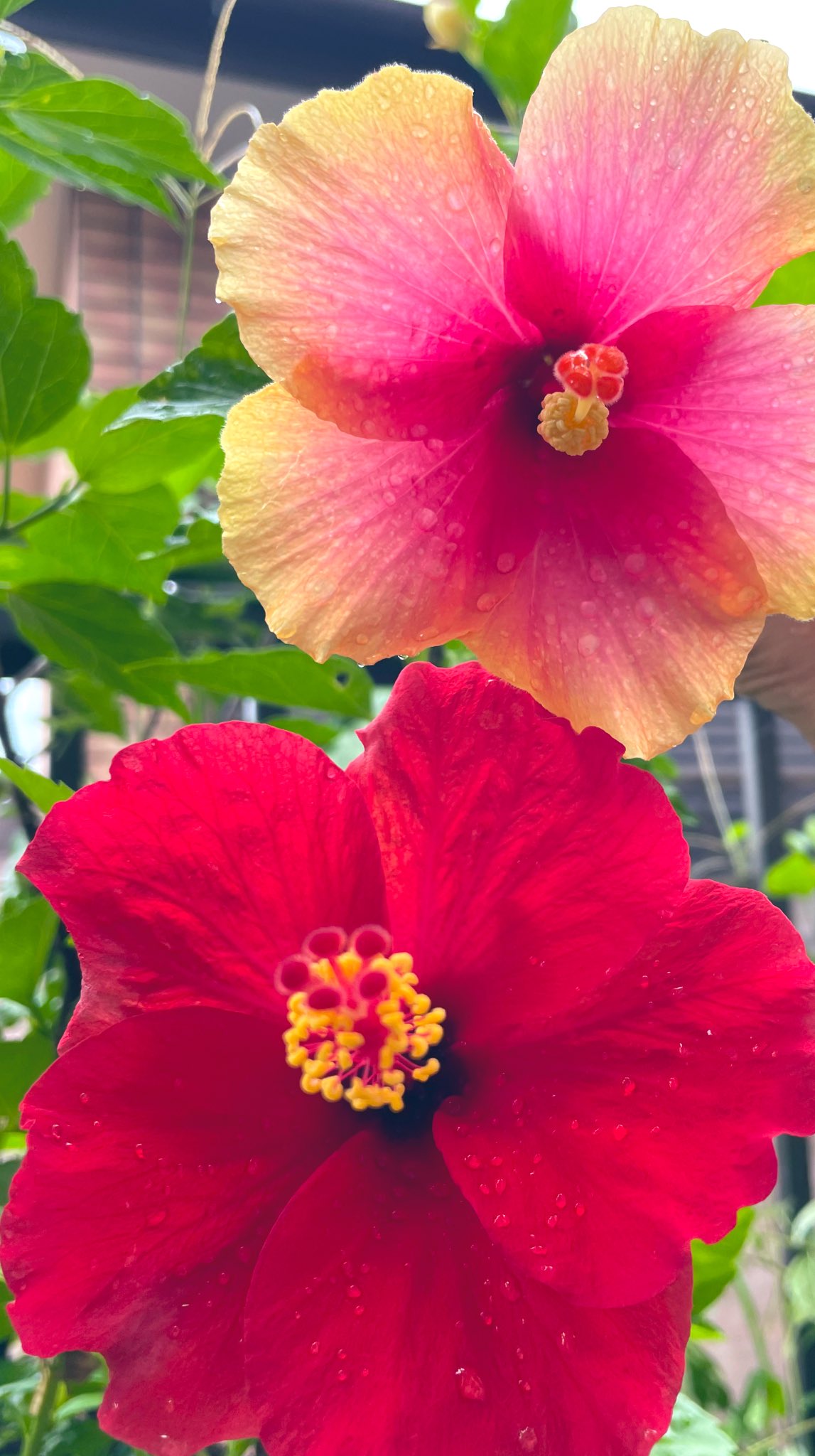 マイロ ๑ ᆺ ๑ おはよー 雨上がりの朝 ハイビスカス2色 仕事行ってきま す 花のある暮らし ガーデニング T Co 5anwwnxype Twitter