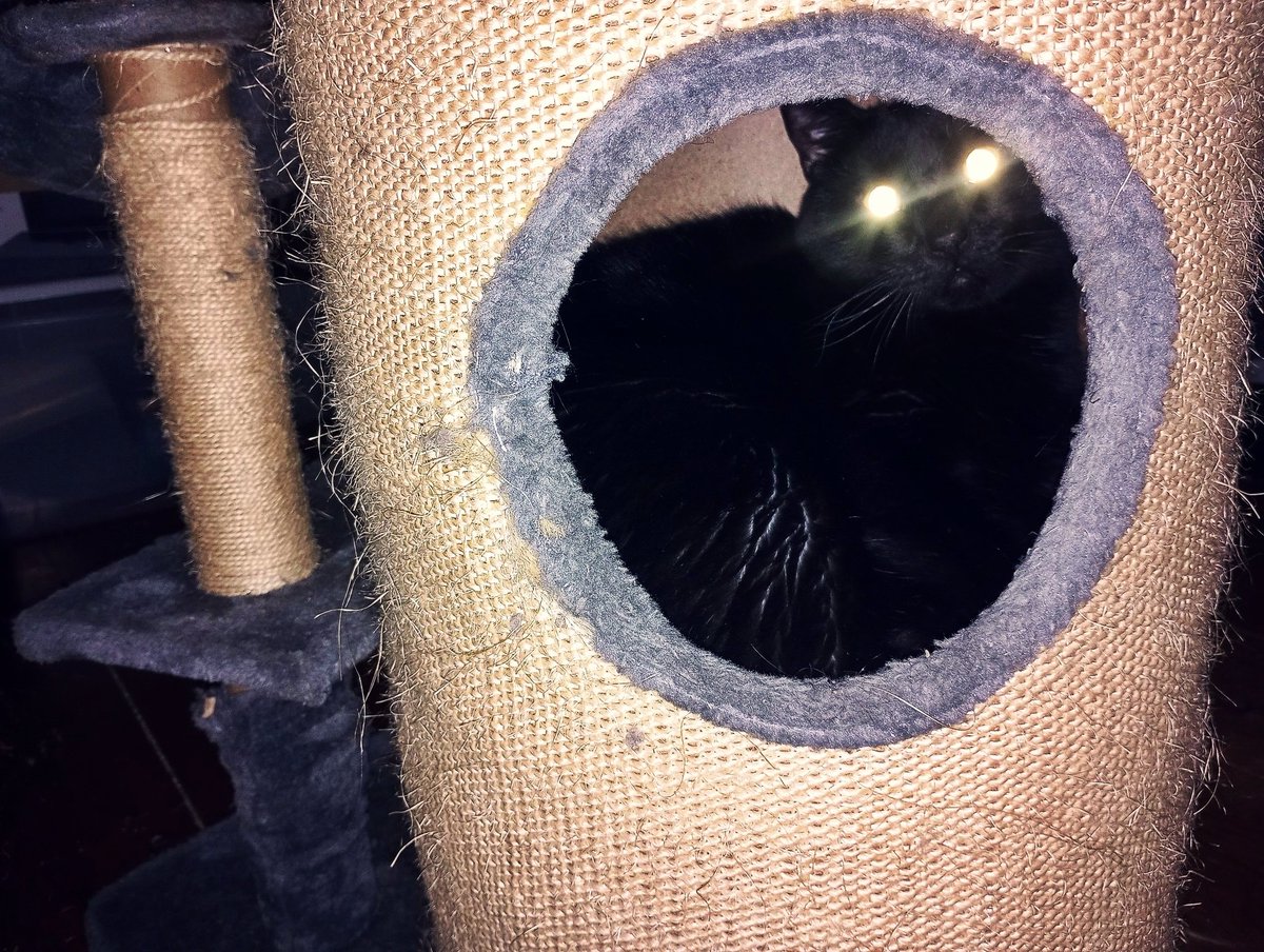 GhostKitteh's tweet image. Mister Hooman tooked dis pichur of me wen I was in my hidey hole, so I zapped him wif my lazer eyes *pew pew* #CatsOfTwitter #BlackCat #AdoptDontShop #Cats #BlackCatsOfTwitter