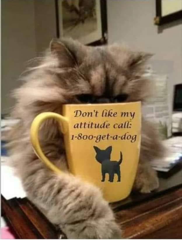 MsFluffner's tweet photo. 🐾🐾🐾That’s wight!!! #Messageapproved #LoveTheFluffyOne https://t.co/pfcdfIzZ9U